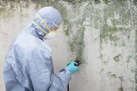 Best Asbestos and Lead Testing During Mold Inspection in Woodbury, MN